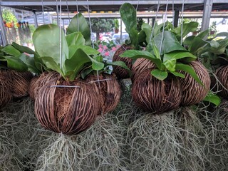 Decorative hanging air plants. Spanish moss air plant (Tillandsia Usneoides 'Spanish Moss')  