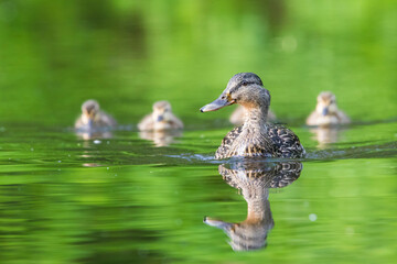 mallard babies (Anas platyrhynchos) in spring