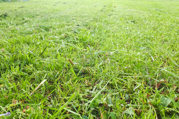 green grass field