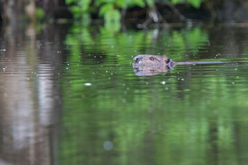 North American beaver (Castor canadensis) in spring