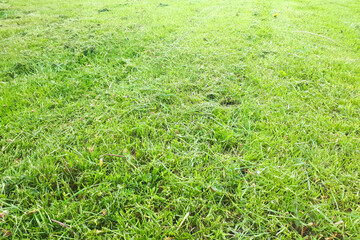 green grass background
