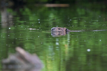 North American beaver (Castor canadensis) in spring