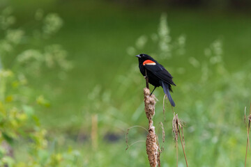 Red-winged Blackbird singing in spring