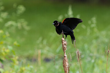Red-winged Blackbird singing in spring