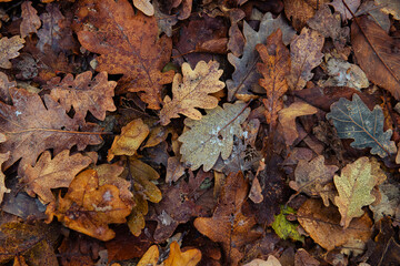 Nice macro photo of autumn color leaf frosted with ice, bad and cold weather
