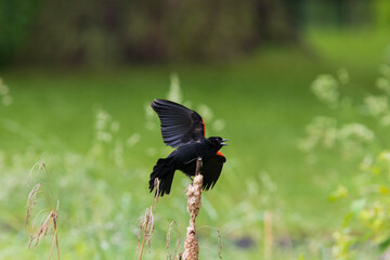 Red-winged Blackbird singing in spring