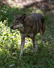 Naklejka na ściany i meble Red Wolf Stock Photos. Red Wolf profile view. Endangered species. Wolf Image. Picture. Portrait.