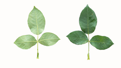 Fototapeta na wymiar Green rose leaves with two sides on white background