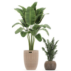 Banana palm in a basket on a white background