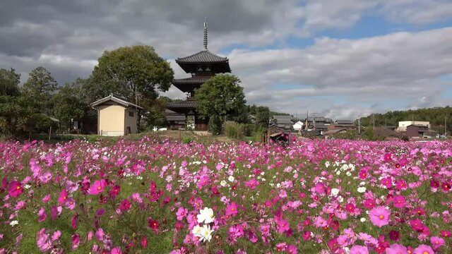 Hokki-ji Temple and Cosmos flower field