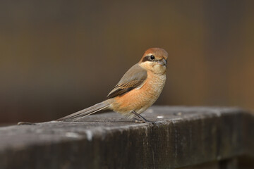 Bull-headed shrike perching on a handrail.