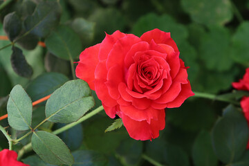 
Beautiful red rose flower in a green garden