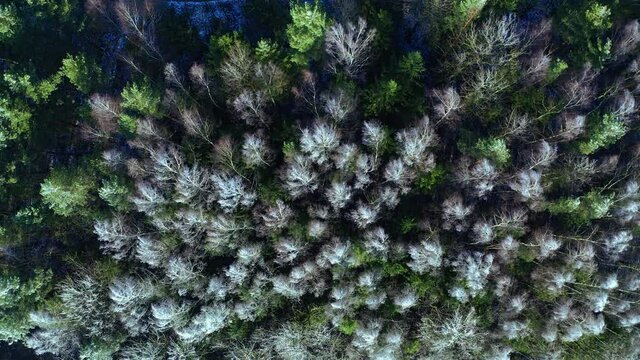 icy birch trees sway beautifully in the wind. Beautiful icy trees. Top view, aerial photography