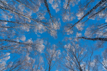 snow-covered branches, tree crowns and blue sky
