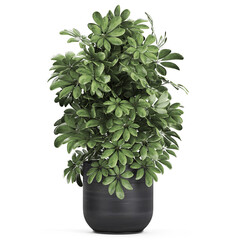 Schefflera arboricola in a black pots