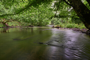 The river and streams flowing slowly in deep green forest, ravine and tall trees