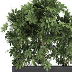 Schefflera arboricola in a black pots