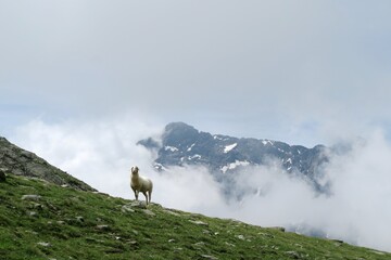sheep in the mountains