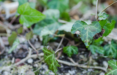 Stems showing the rootlets used to cling to walls and tree trunks.