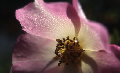 Obraz na płótnie Canvas bee on pink flower