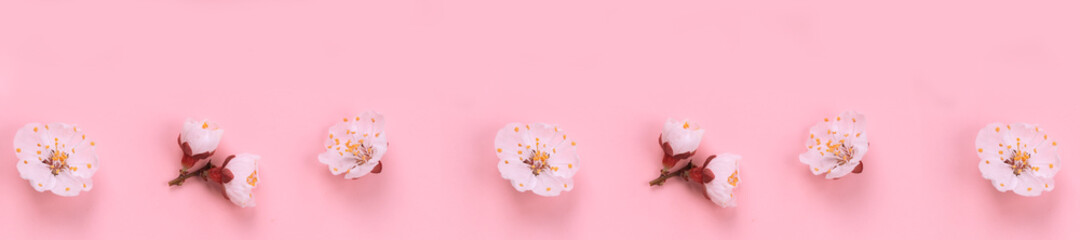 Fototapeta na wymiar Fresh spring apricot flowers on pink paper background.