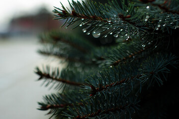 Fototapeta na wymiar christmas tree branches with a raindrop