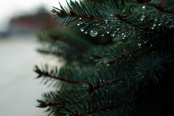 Obraz premium christmas tree branches with a raindrop