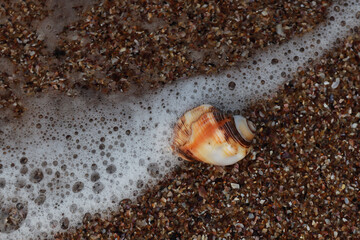 shell on the sand