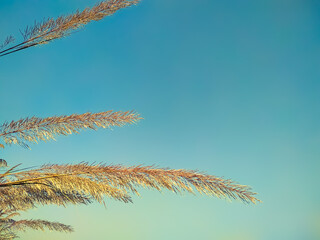 Ravenna Grass - Saccharum ravennae on sky background