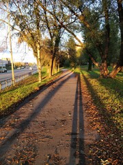 Shadows autumn