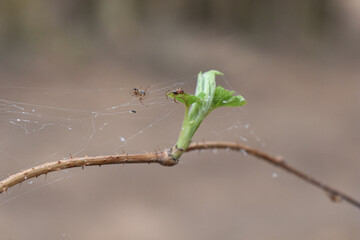 spiders weave spiders in the forest