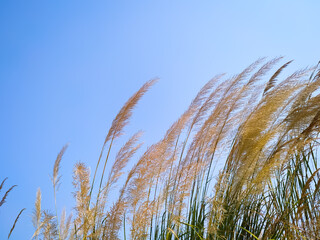 Growing Ravenna Grass - Saccharum ravennae - ornamental grass on blue background