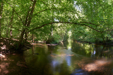 The river and streams flowing slowly in deep green forest, ravine and tall trees