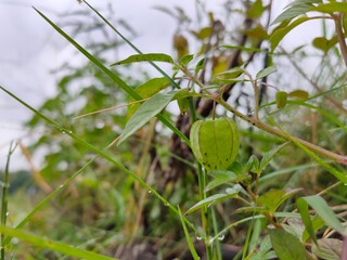 green physalis lanterns among green leaves