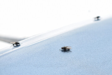 little flies on a light background