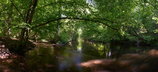 Fototapeta na wymiar The river and streams flowing slowly in deep green forest, ravine and tall trees