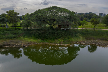 Peaceful scene of Beautiful tree and reflection by a lake in Dong Nai Province, Vietnam