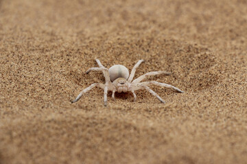 white lady spider in the dunes of Namib Desert, Swakopmund Nambia
