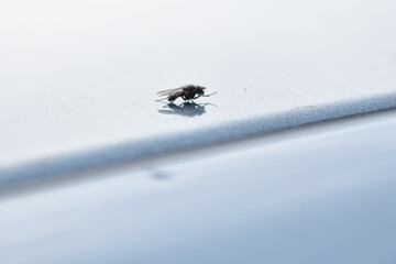 little flies on a light background