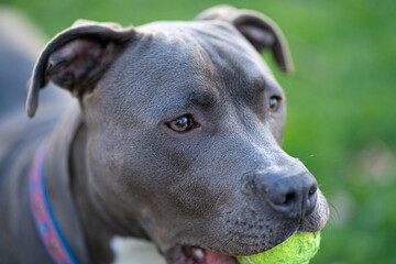 pitbull puppy has a tennis ball and is waiting to play fetch