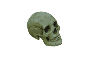 illustration of human skull skeleton bone