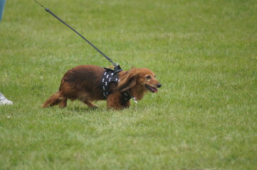 Long hair dachshund on a lead