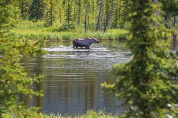 Moose in Alaska lake landscape