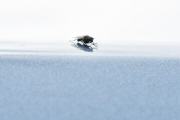 little flies on a light background
