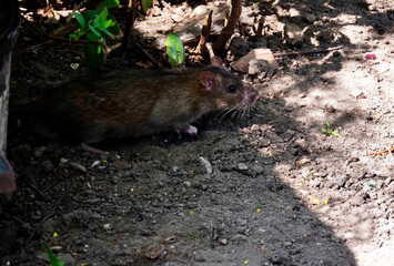 Szczur wędrowny (Rattus norvegicus) zamieszkuje w sąsiedztwie ludzi - obrazy, fototapety, plakaty