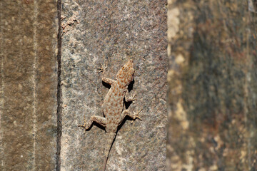 Gecko on the rocks of the Organ Pipes near Khorixas / Twijfelfontein Namibia
a rock formation of a group of columnar basalts which resemble organ pipes