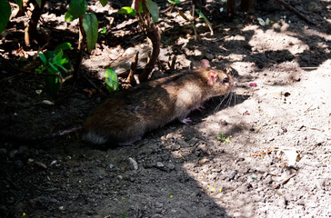 Szczur wędrowny (Rattus norvegicus) zamieszkuje w sąsiedztwie ludzi - obrazy, fototapety, plakaty