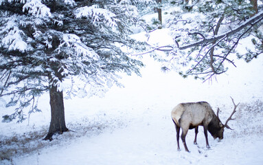 Elk in the Snow