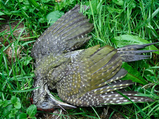 Tragedia młodego Dzięcioła zielongo  (Picus viridis) który padł ofiarą zderzenia z szybą okienną  © JDziedzic