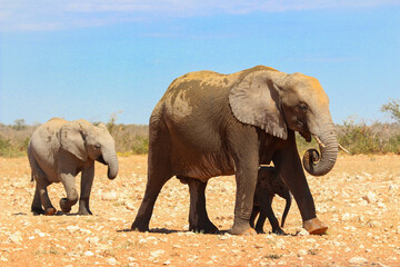 Naklejka na ściany i meble Elephant with baby in Etosha national park Namibia